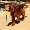 Foxtail Fetch (Dog Toy)