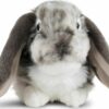 Dutch Lop Eared Rabbit Grey