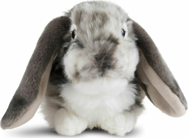 Dutch Lop Eared Rabbit Grey