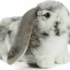 Dutch Lop Eared Rabbit Grey