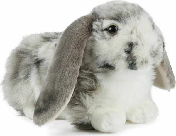 Dutch Lop Eared Rabbit Grey