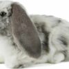 Dutch Lop Eared Rabbit Grey