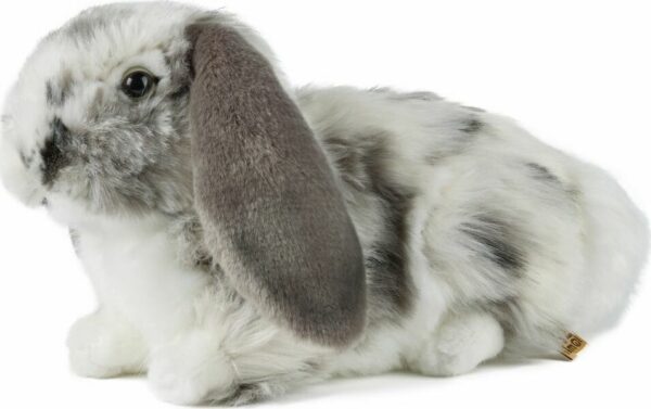 Dutch Lop Eared Rabbit Grey