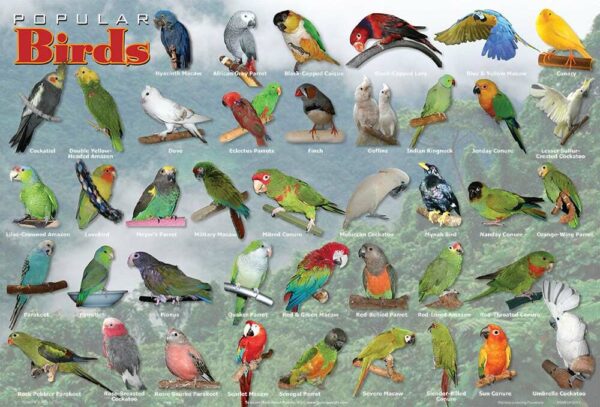 Popular Birds Placemat