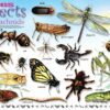 Bugs & Insects Placemat