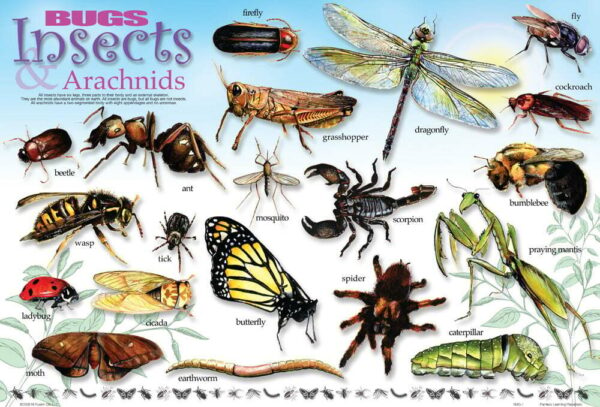 Bugs & Insects Placemat