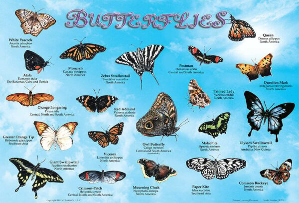 Butterflies Placemat