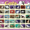 Cats Placemat (Popular Cats)