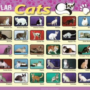 Cats Placemat (Popular Cats)