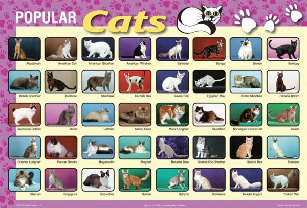 Cats Placemat (Popular Cats)