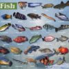 Freshwater Fish Placemat