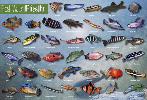 Freshwater Fish Placemat