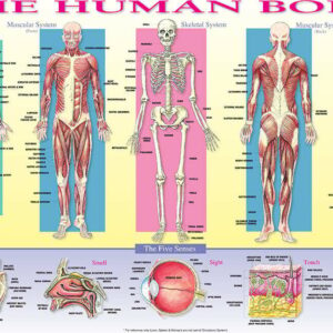 Human Body Placemat