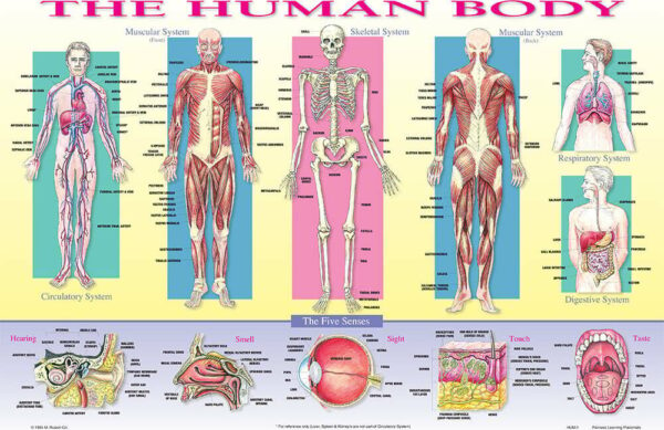 Human Body Placemat