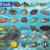 Saltwater Fish Placemat