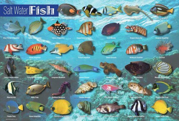 Saltwater Fish Placemat