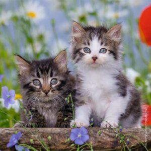 Cuddly Kittens