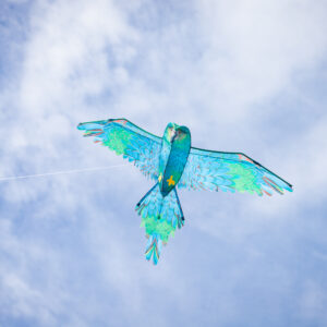 3D Blue Parrot Kite