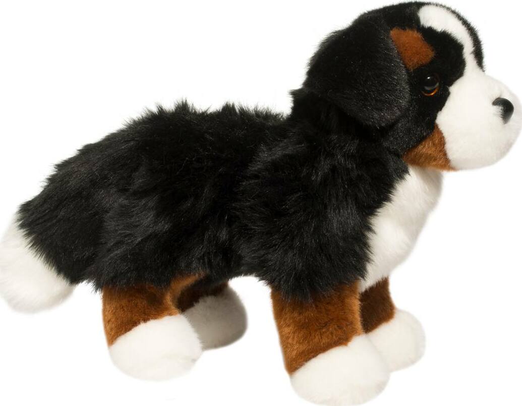 Stevie Bernese Mountain Dog