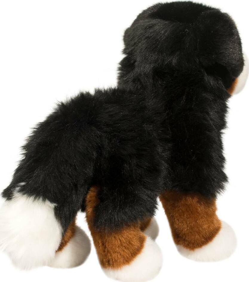 Stevie Bernese Mountain Dog